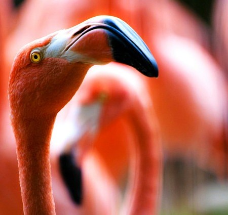 Flamingos arrogance