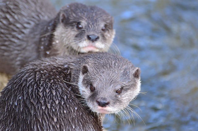 Otters