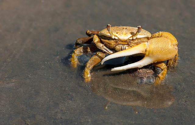 Why do crabs walk sideays