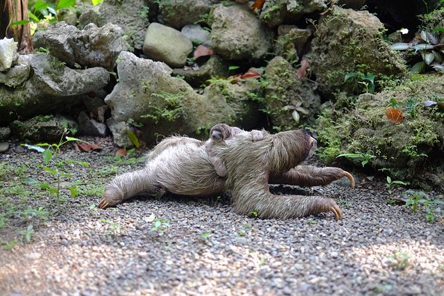 Why sloths are lazy