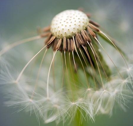 Dandelion seeds
