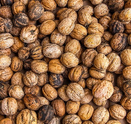 Walnuts grow on walls