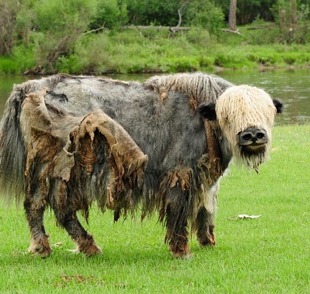 Yak yakking