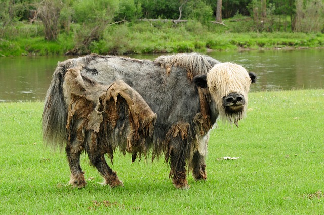 Prehistoric Yack Evolutionary Theory: Why Does the Yak Have to Yak so Much ...