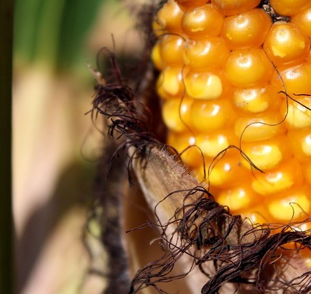 Corn on the Cobb from Inception