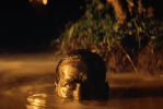 Apocalypse Now quotes