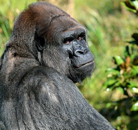 Men with hairy backs - solutions