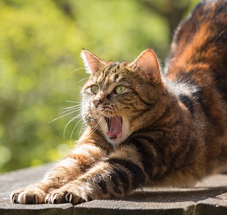 Pandiculation is when you yawn and stretch simultaneously