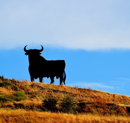 A bull