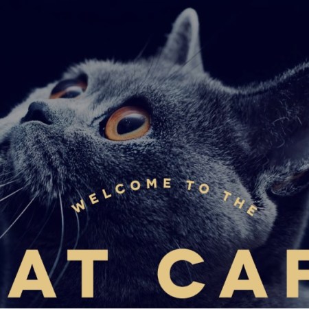 Cat Cafe Manchester