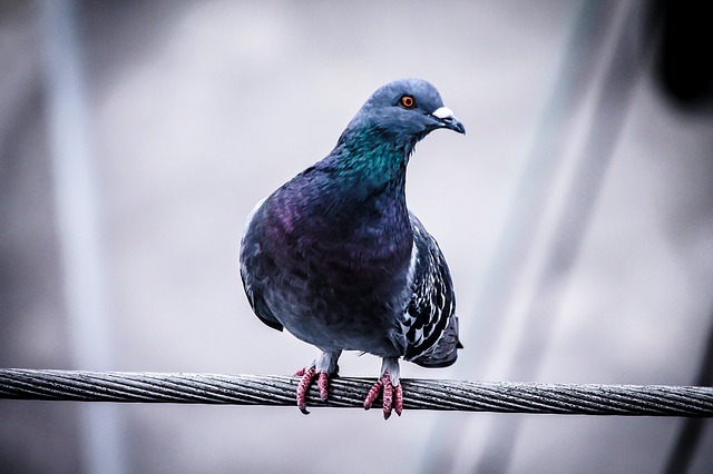 Pigeon