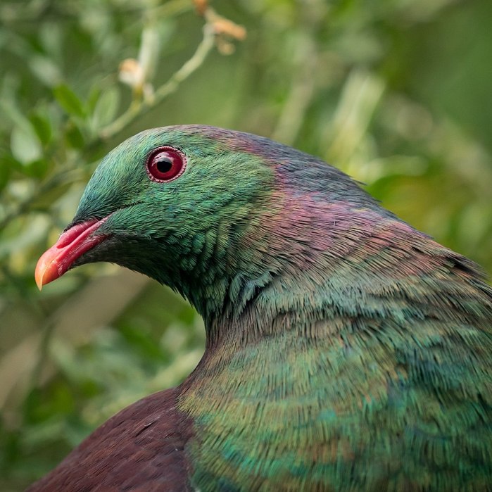 Kererū pigeon beak