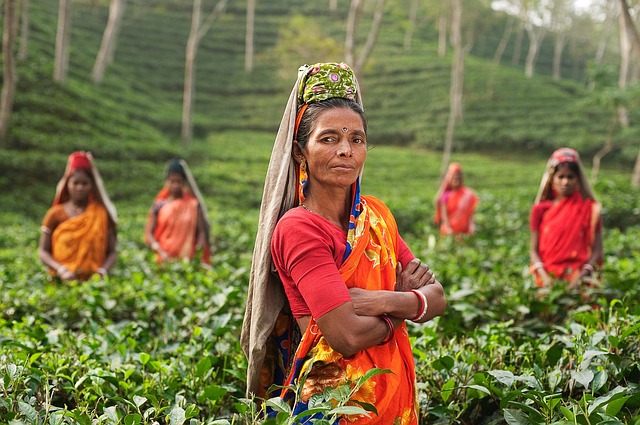 Women in a tea field