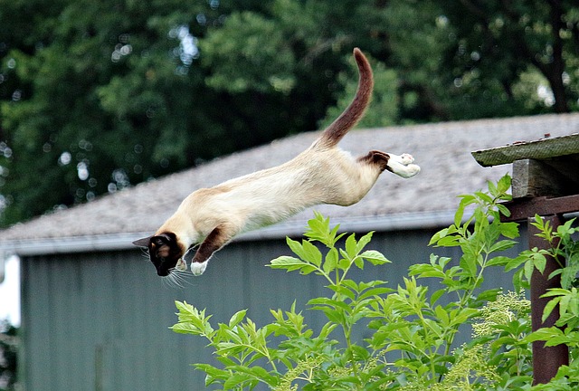 A cat jumping through the air near a bush