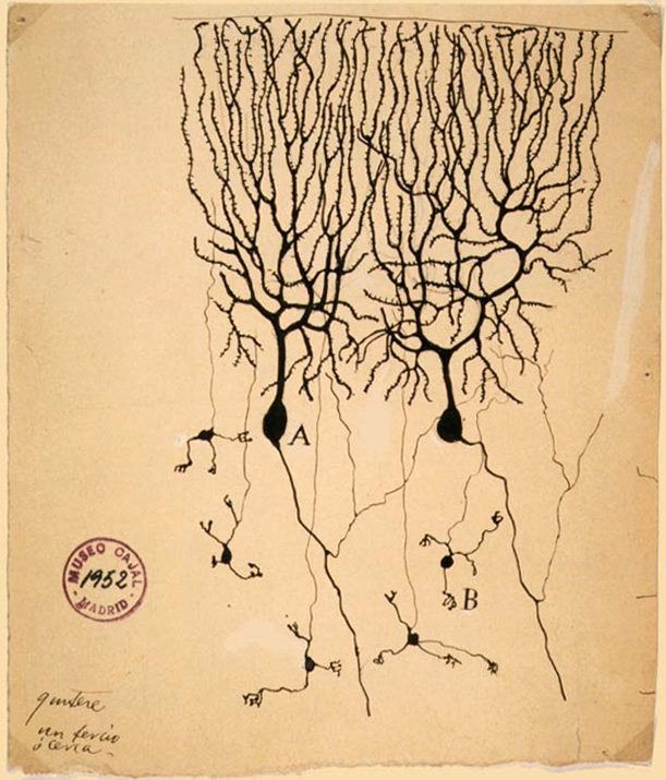  Purkinje cells (A) and granule cells (B) from pigeon cerebellum by Santiago Ramón y Cajal, 1899