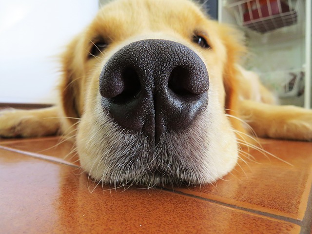 The dog's nose.