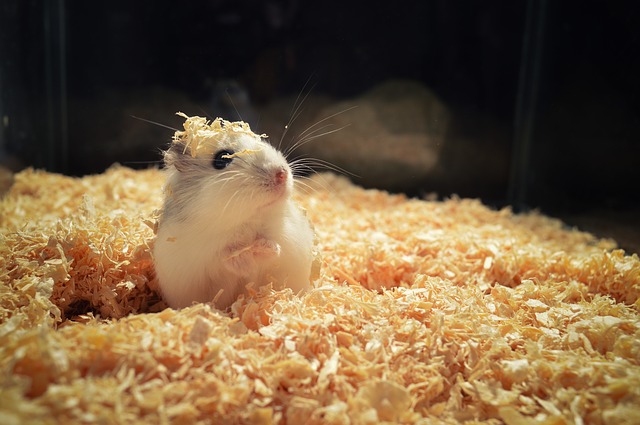 A hamster with wood chippings on its head