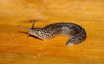 A slug on a table