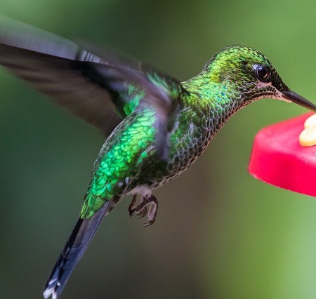 A hummingbird retrieving nectar from a plant.
