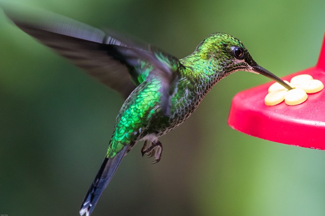 A hummingbird retrieving nectar from a plant.