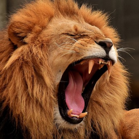 A lion yawning