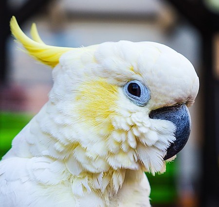 A cockatoo