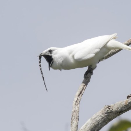White Bellbird