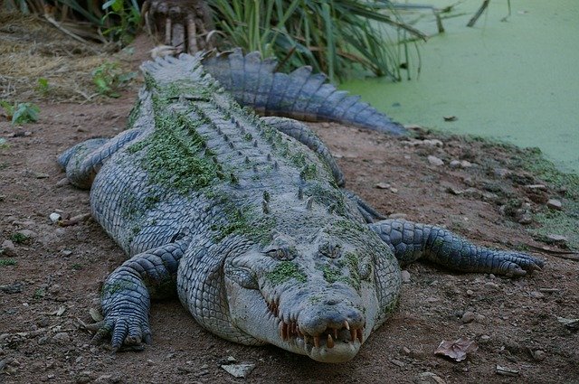 A crocodile lying beside a pond