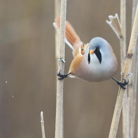 A Bearded Reedling - panurus biarmicus