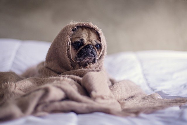 A sleepy looking pug on a bed
