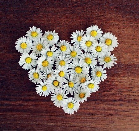 Daisies in the shape of a love heart