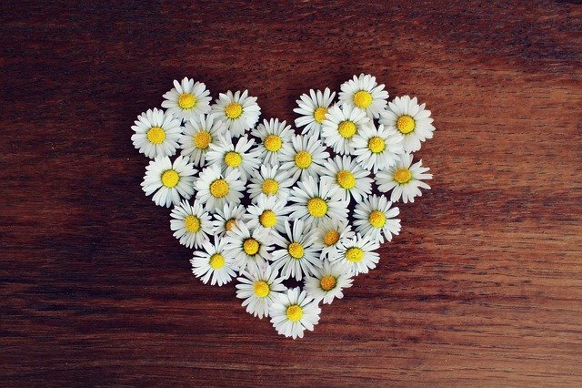 Daisies in the shape of a love heart