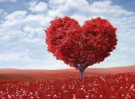 Heart shaped tree in a field of romantic roses