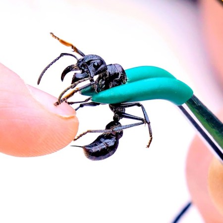 Coyote Peterson and the bullet ant