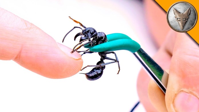 Coyote Peterson and the bullet ant