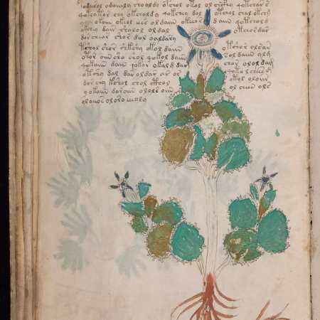 An extract from the Voynich Manuscript