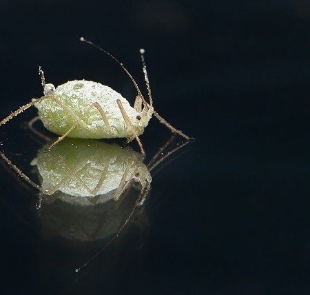 A head louse lying on its back in the dark
