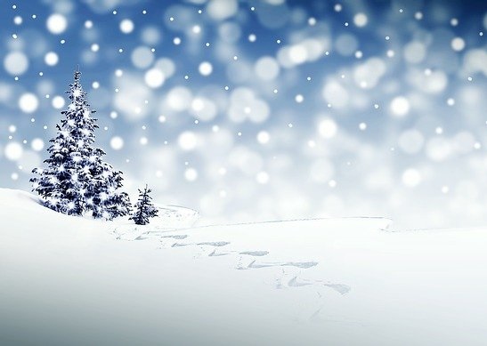 A Christmas snow seen, with trees and frost.