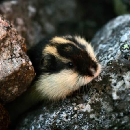 A Norwegian lemming emerging from a rock