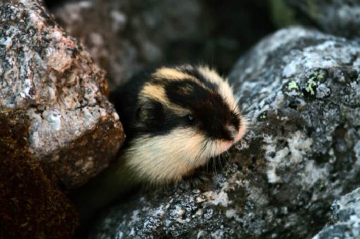 A Norwegian lemming emerging from a rock