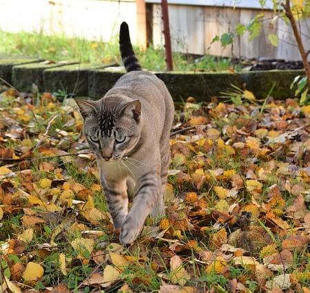 A cat walking during autumn