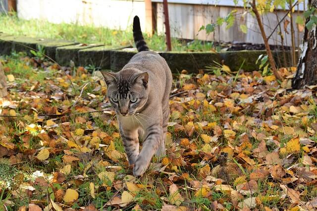 A cat walking during autumn
