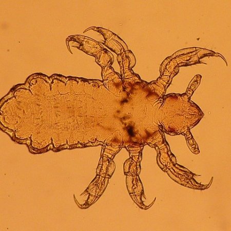 A close up of some larva