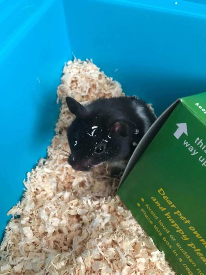 Murray the hamster fresh out of his box