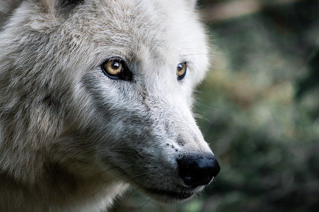A wolf staring intensely