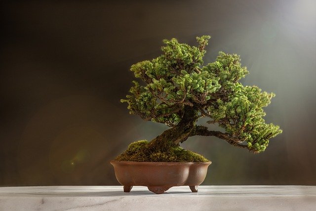 A bonsai tree