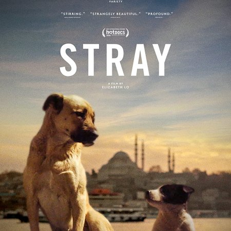 Stray the homeless dog documentary