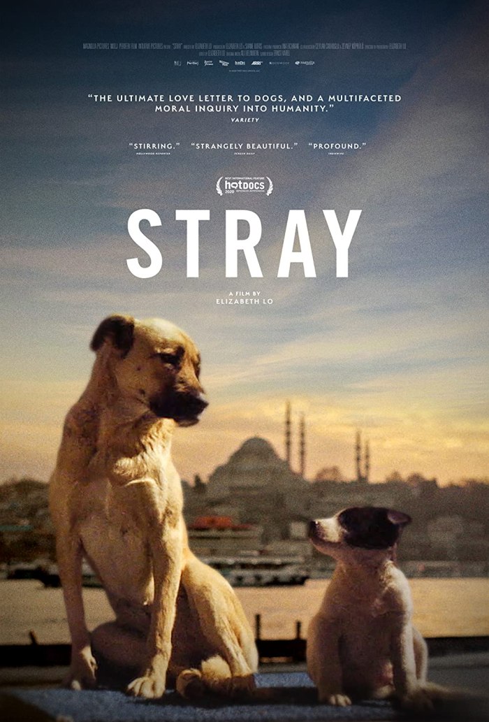 Stray the homeless dog documentary