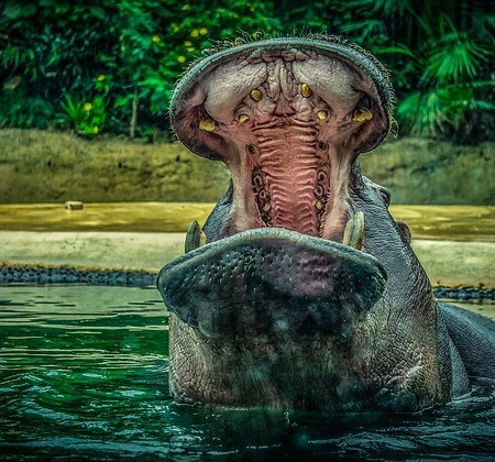 A hippo in a lake with its mouth open
