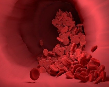 Red blood cells in a vein